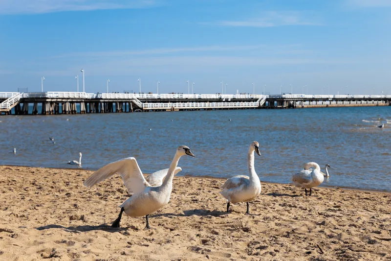 Swans on the beach with Sopot pier in the background.